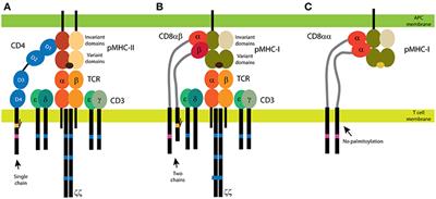 Dual Role of CD4 in Peripheral T Lymphocytes